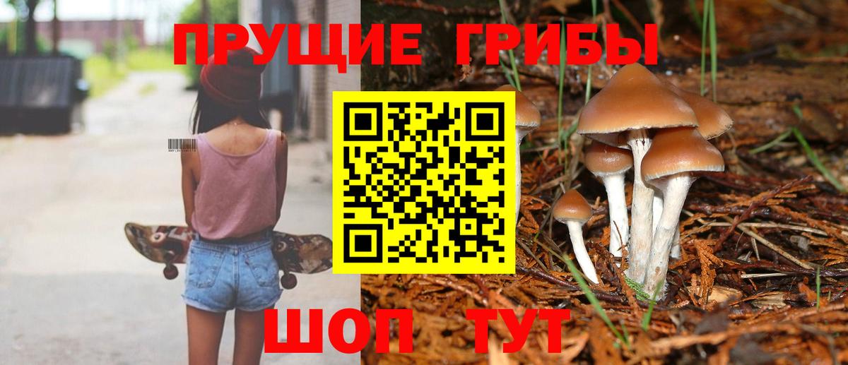 наркотики  Ачхой-Мартан  Псилоцибиновые грибы Psilocybe 